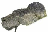 Fossil Sauropod Vertebra Section w/ Metal Stand - Colorado #294918-3